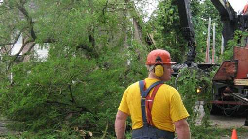 Rooien, kappen ,vellen van bomen in Heeze